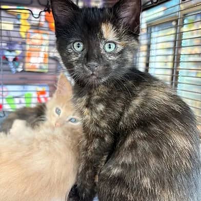 Patricia - Domestic Shorthair cat available for adoption in Manitoba