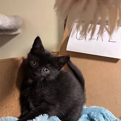 Quid - Domestic Shorthair cat available for adoption at Winnipeg Kitten Adoption in Winnipeg