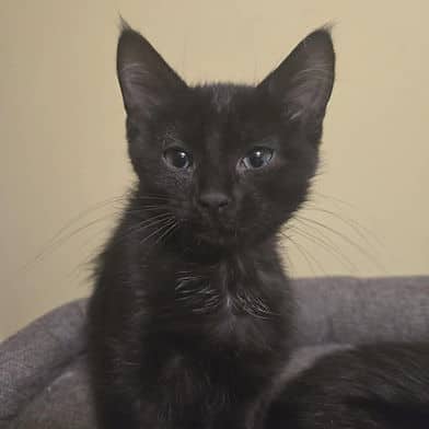 Martini - Domestic Shorthair available for adoption