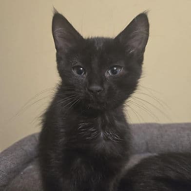 Martini - Domestic Shorthair available for adoption