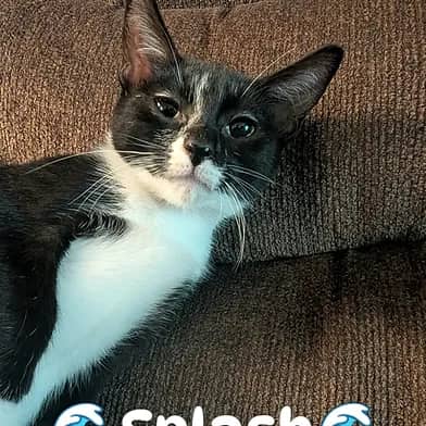 Splash - Domestic Shorthair cat available for adoption at Winnipeg Kitten Adoption in Winnipeg