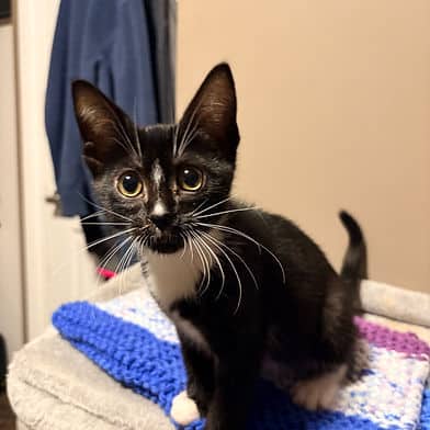 Releve - Domestic Shorthair available for adoption