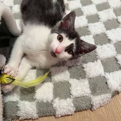 Sally - Domestic Shorthair cat available for adoption at Winnipeg Kitten Adoption in Winnipeg