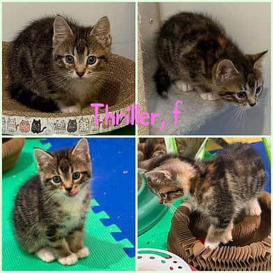 Thriller - Domestic Shorthair available for adoption