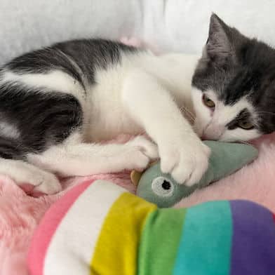 Sally - Domestic Shorthair cat available for adoption in Calgary