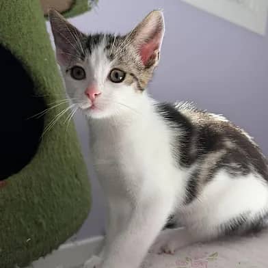 Tweed - Domestic Shorthair cat available for adoption at Winnipeg Kitten Adoption in Winnipeg