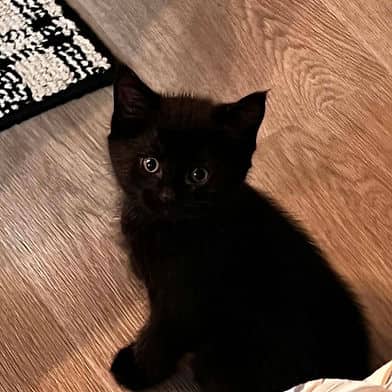 Pink - Domestic Shorthair cat available for adoption in Calgary