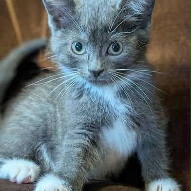 Princess Merida - Domestic Shorthair available for adoption
