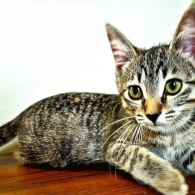 Angel - Domestic Shorthair available for adoption