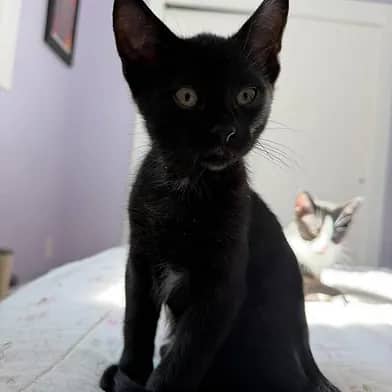 Corduroy - Domestic Shorthair cat available for adoption at Winnipeg Kitten Adoption in Winnipeg