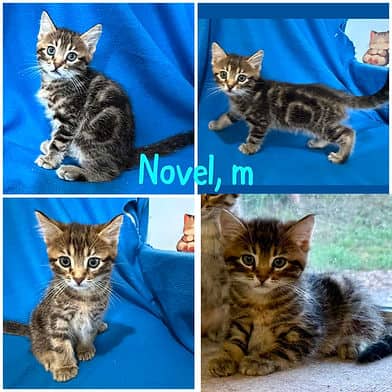 Novel - Domestic Shorthair available for adoption