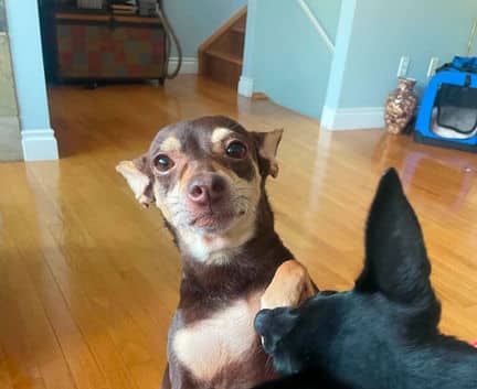 Princess - Chihuahua mix available for adoption in Alberta