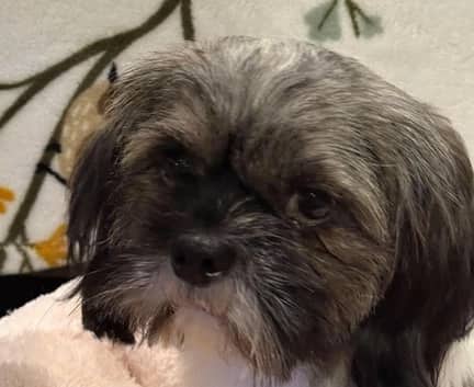 Basil - Shih Tzu mix available for adoption in Alberta