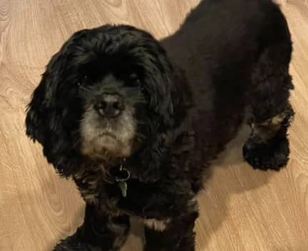 Clover - Cocker Spaniel mix available for adoption in Alberta