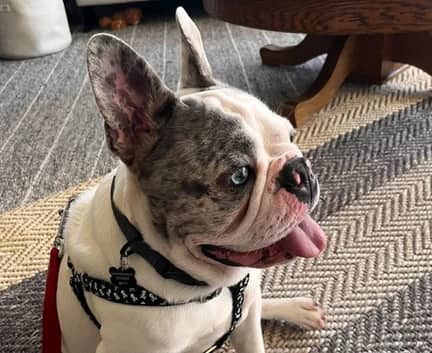 Banjo - Frenchie mix available for adoption in Alberta