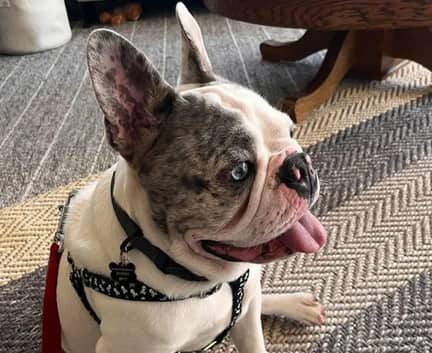 Banjo - Frenchie mix available for adoption in Alberta