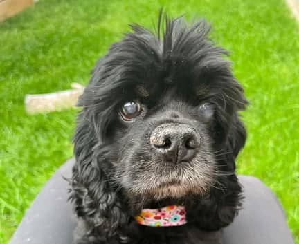 Skye - Cocker Spaniel mix available for adoption in Alberta