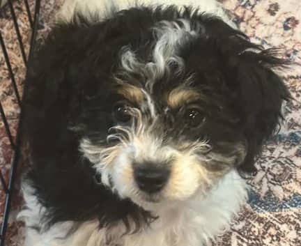 Lorraine - Havanese poodle mix available for adoption in Alberta