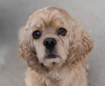 Roany - Cocker Spaniel mix available for adoption in Alberta