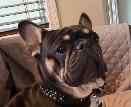 Berty - Frenchie mix available for adoption in Alberta