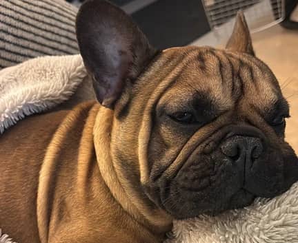 Tater - Frenchie mix available for adoption in Alberta