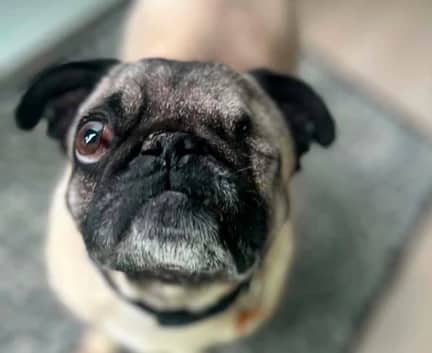Sally - Pug mix available for adoption in Alberta
