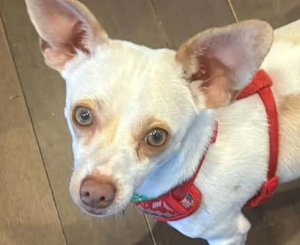 Arlo - Chihuahua mix available for adoption in Alberta