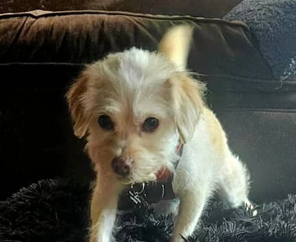 Lalo - Terrier mix available for adoption in Calgary