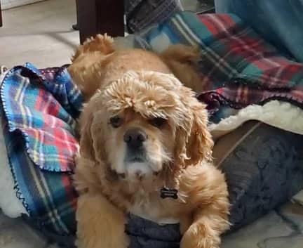 Breeze - Cocker Spaniel mix available for adoption in Alberta