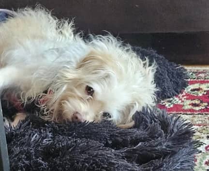 Lalo - Terrier mix available for adoption in Alberta