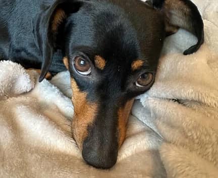 Winnie - Dachshund mix available for adoption in Calgary