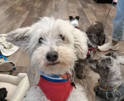 Monty - Westipoo mix available for adoption in Calgary