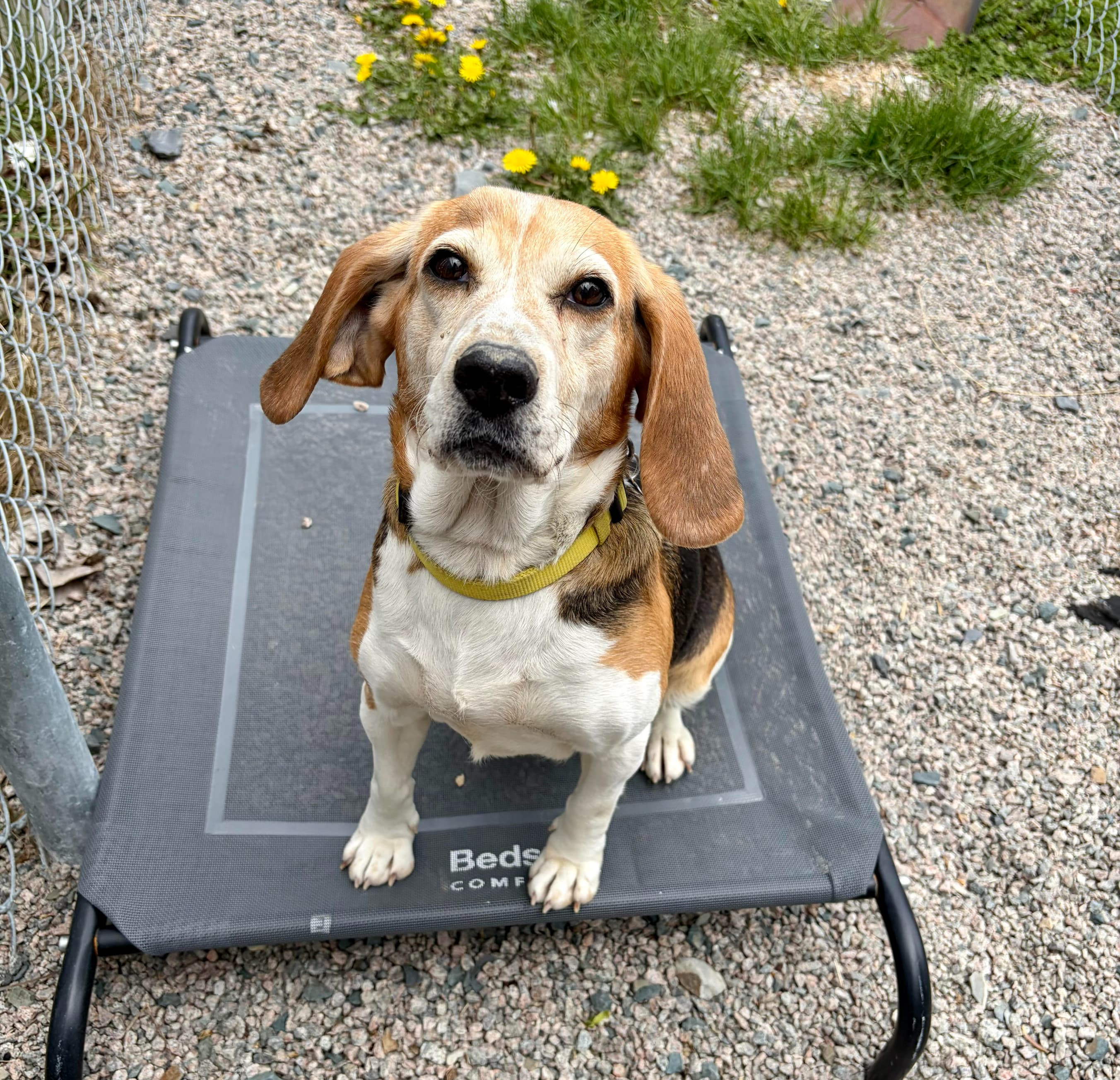 Misty - Beagle available for adoption in Newfoundland and Labrador