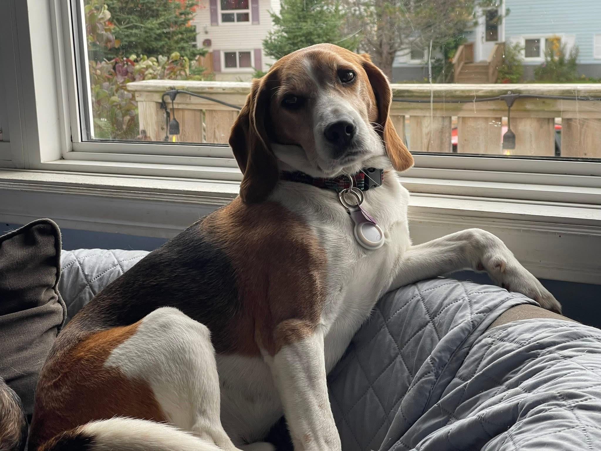 Huck - Beagle available for adoption in Calgary