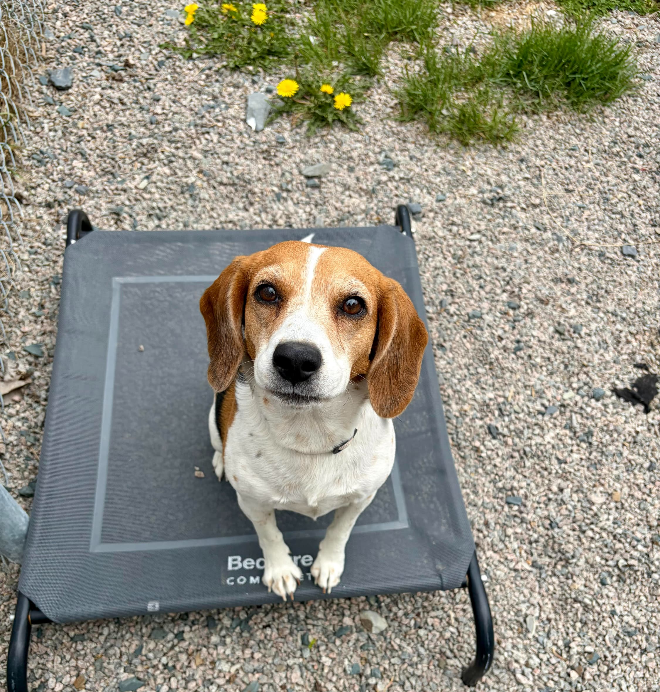 Bailey - Beagle available for adoption in Calgary
