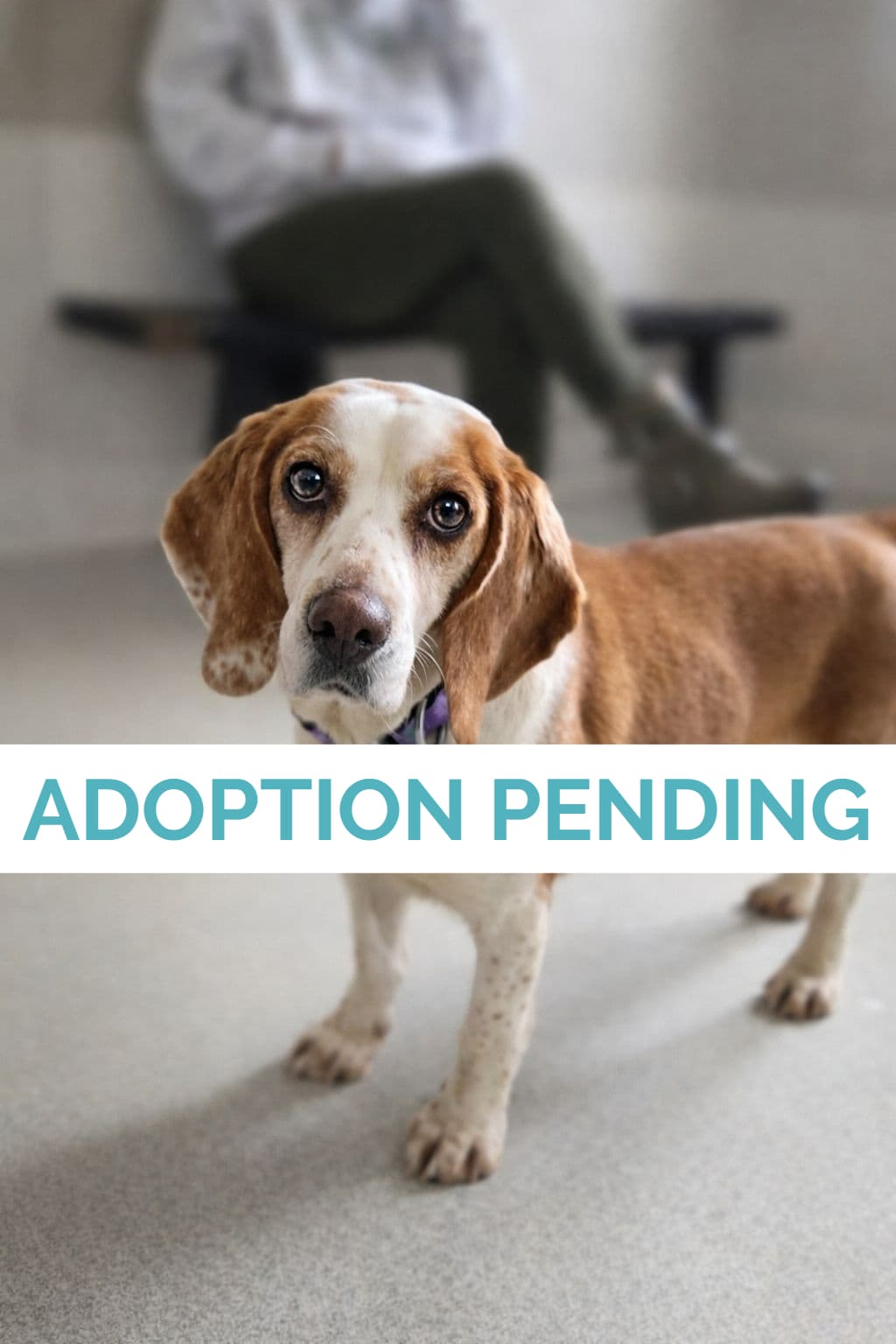 Daisy - Beagle available for adoption in Calgary