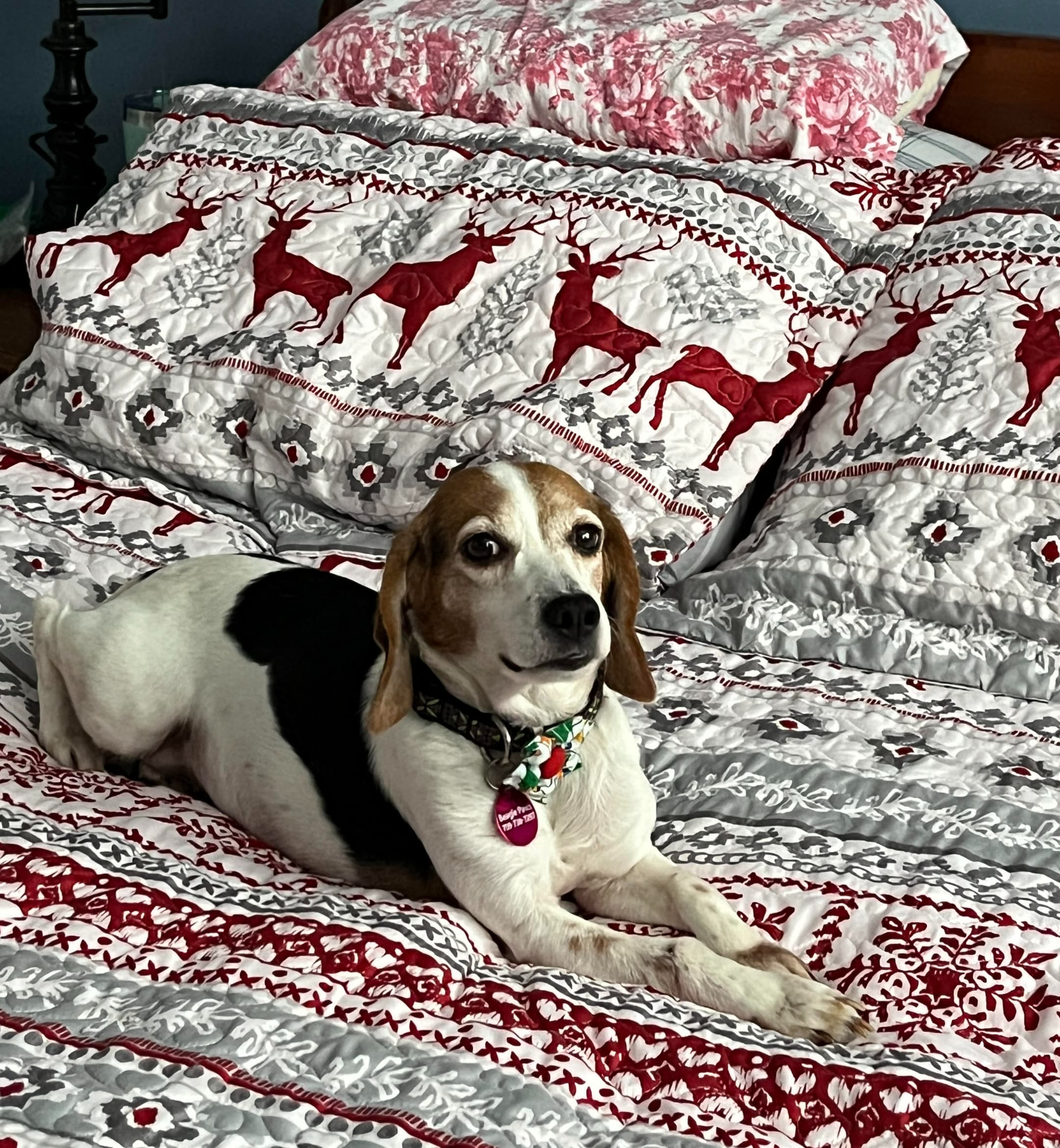 Gabby - Beagle available for adoption in Calgary