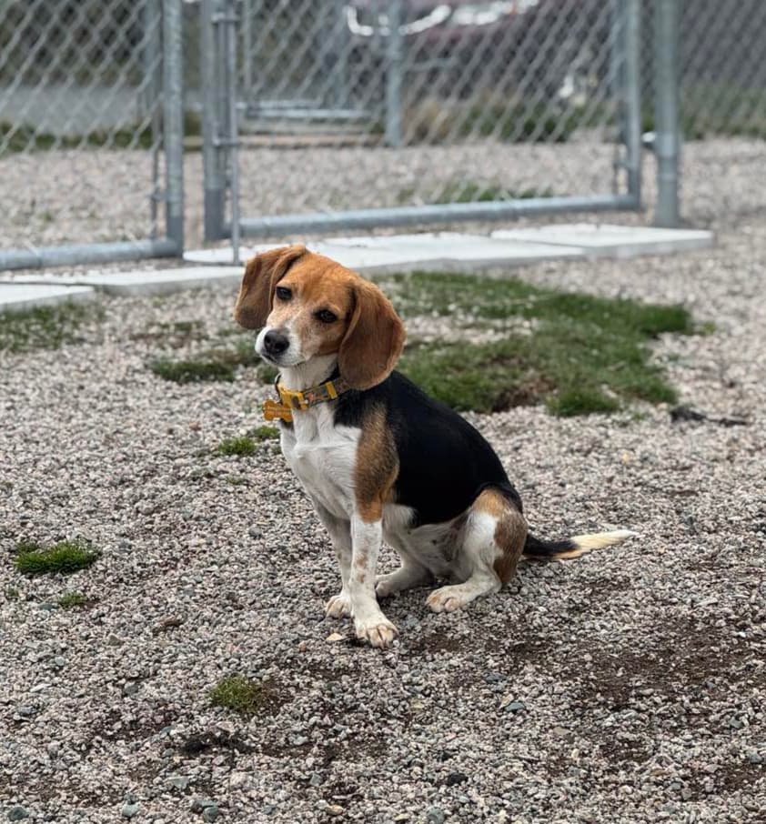 Nala - Beagle available for adoption in Calgary