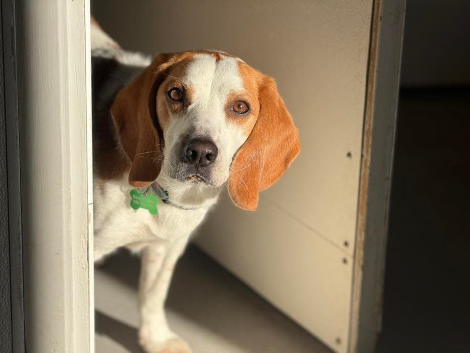 Levi - Beagle available for adoption in Calgary