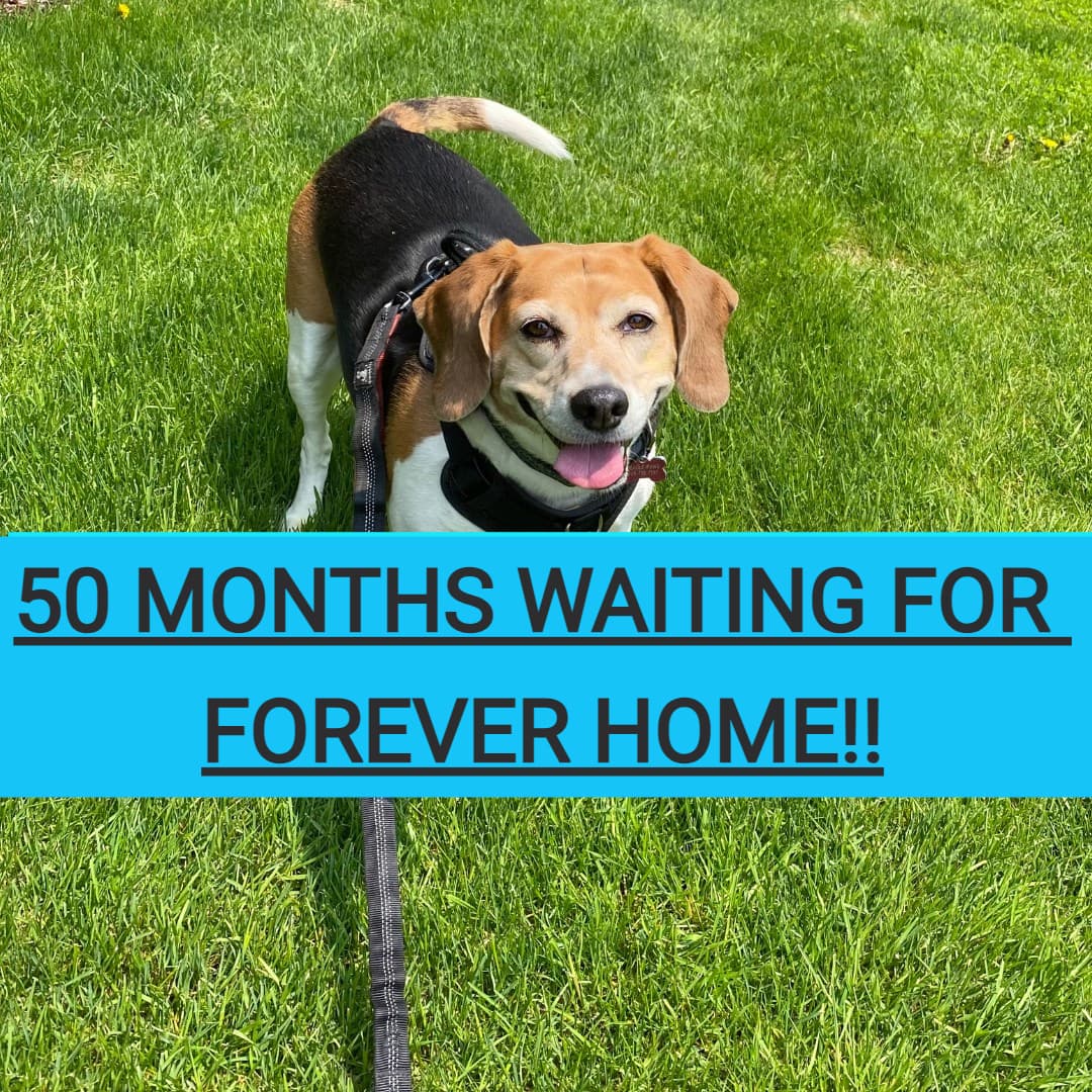 Coco - Beagle available for adoption in Calgary