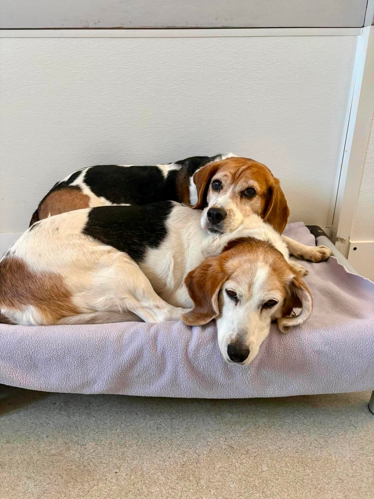 Kitty & Ranger - Beagle available for adoption in Newfoundland and Labrador