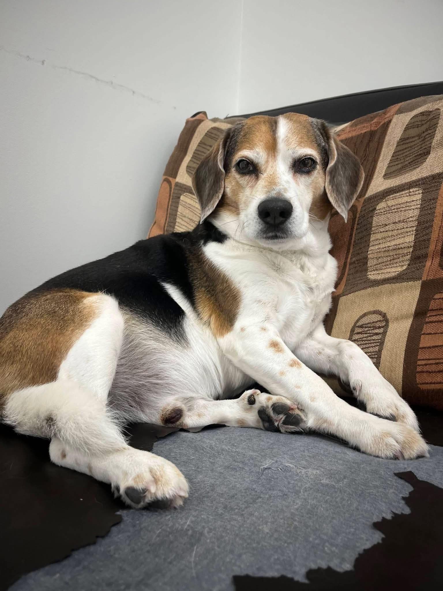 Chess - Beagle available for adoption in Calgary