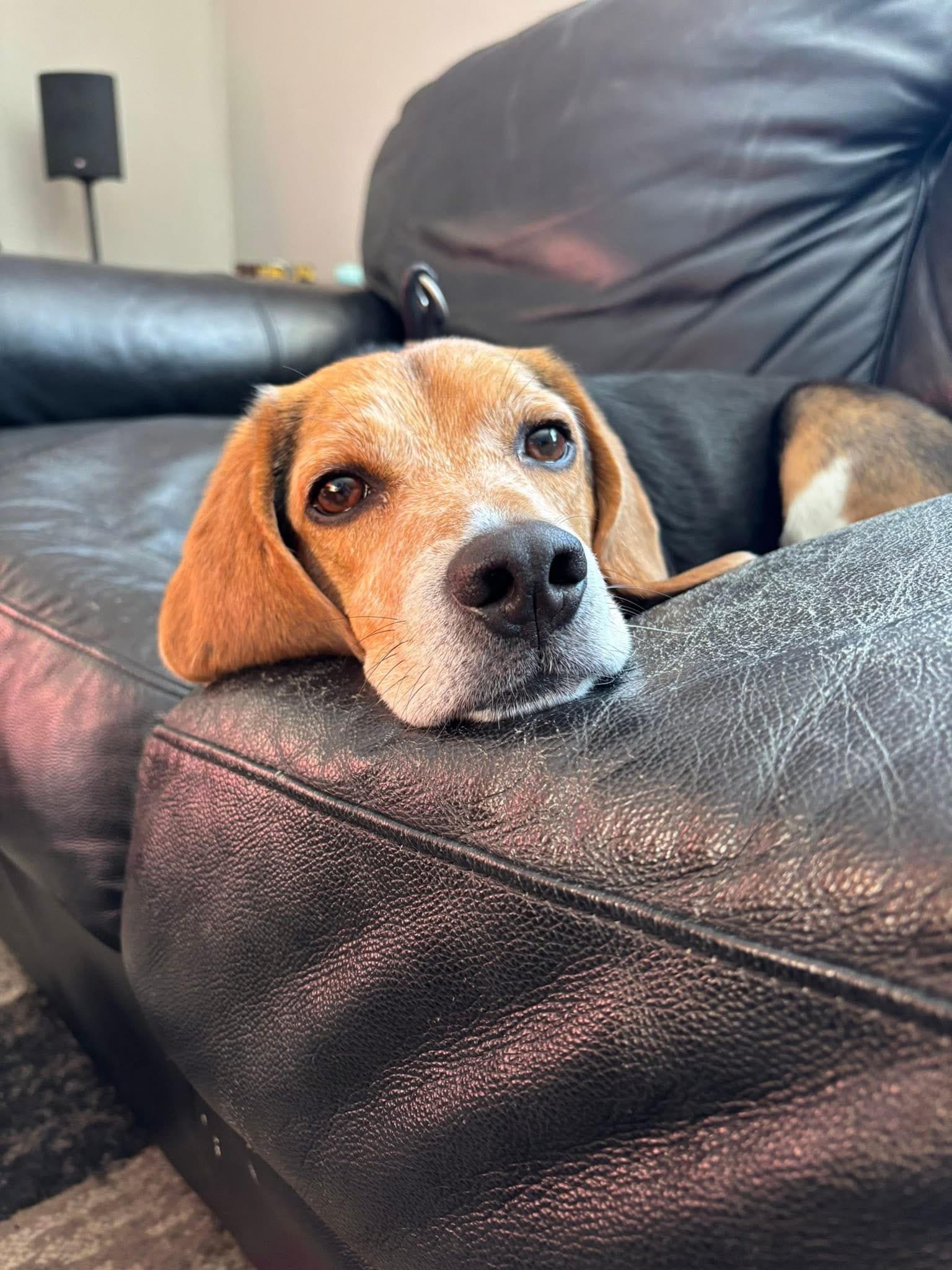 Django - Beagle available for adoption in Calgary