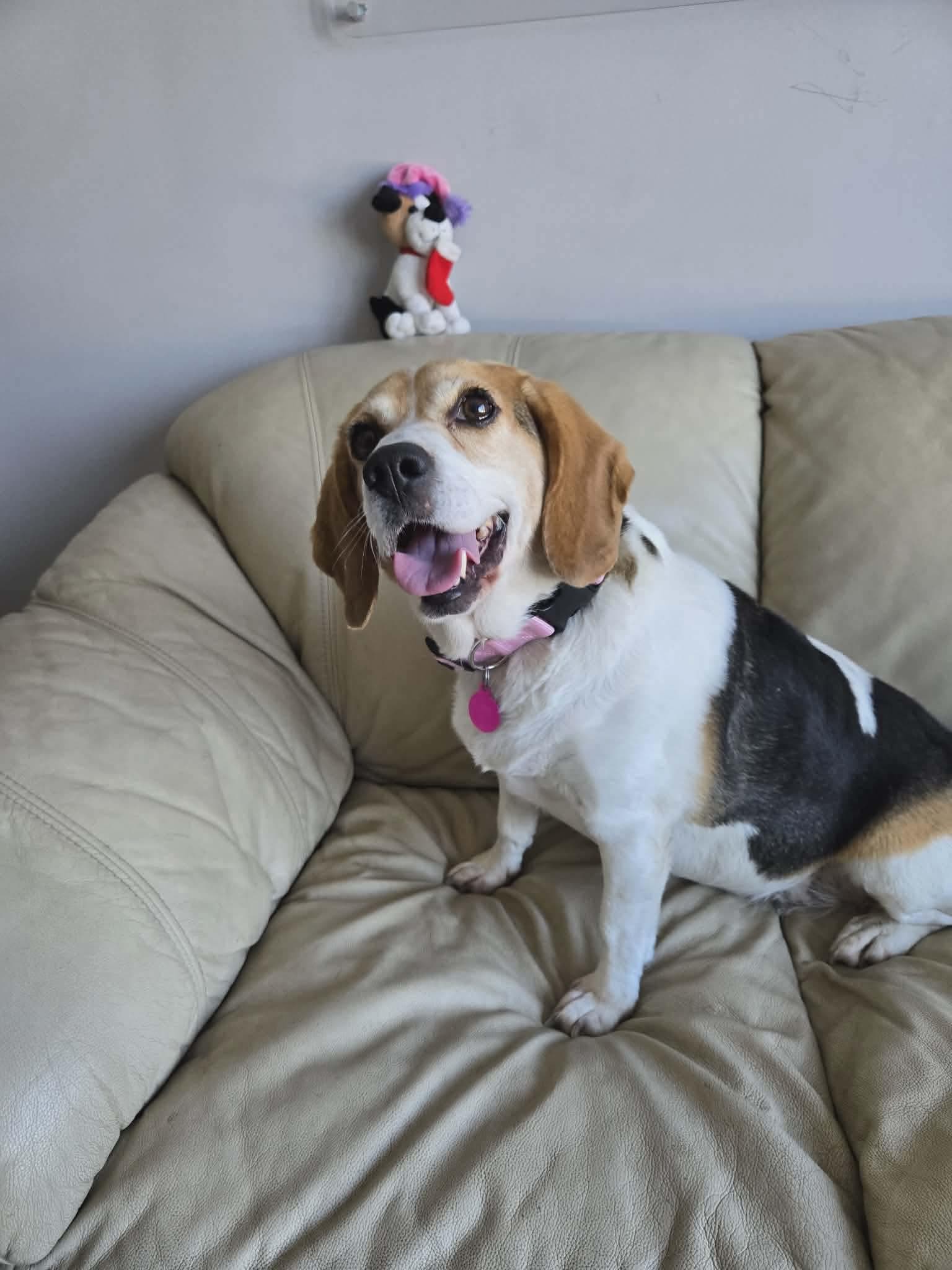Sophie - Beagle available for adoption in Calgary