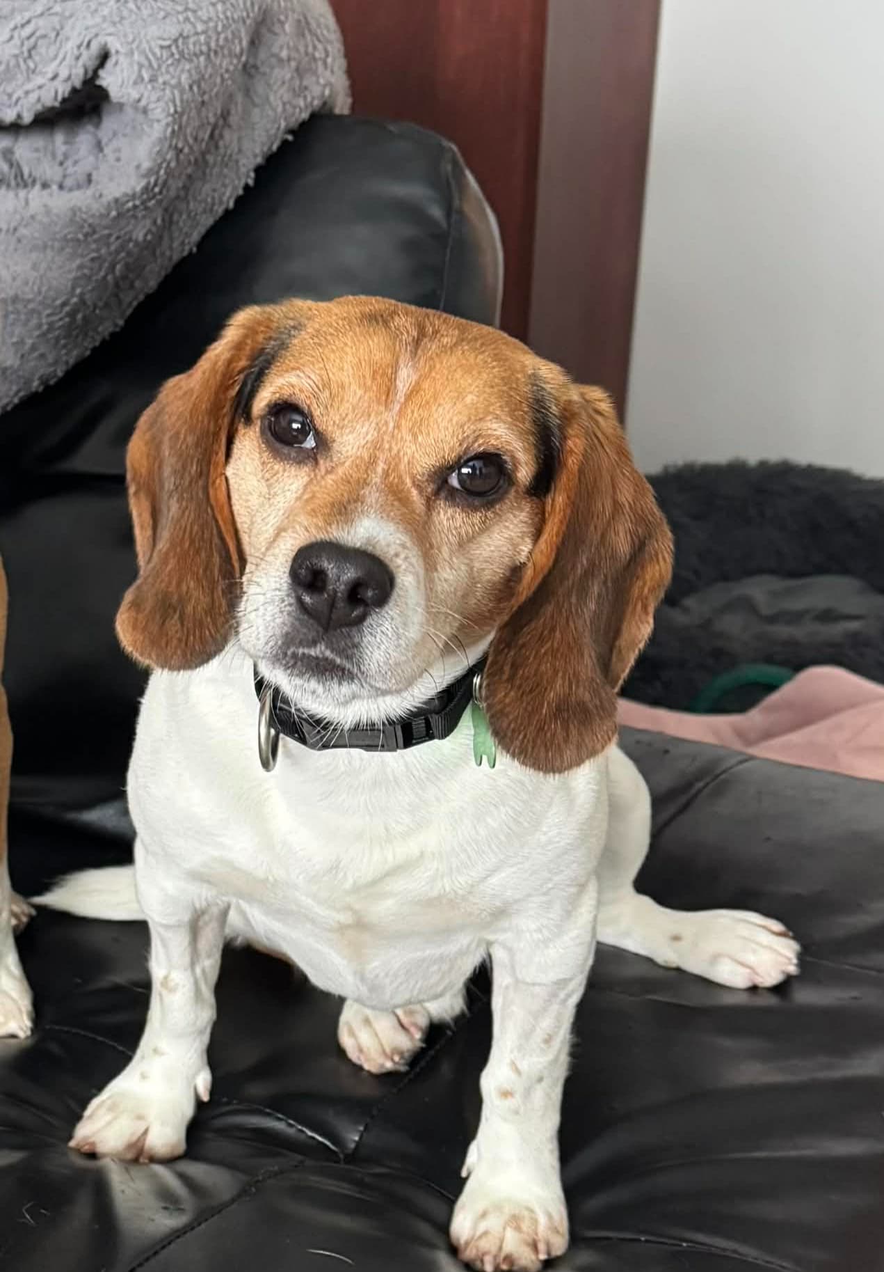 Gnomie - Beagle available for adoption in Calgary