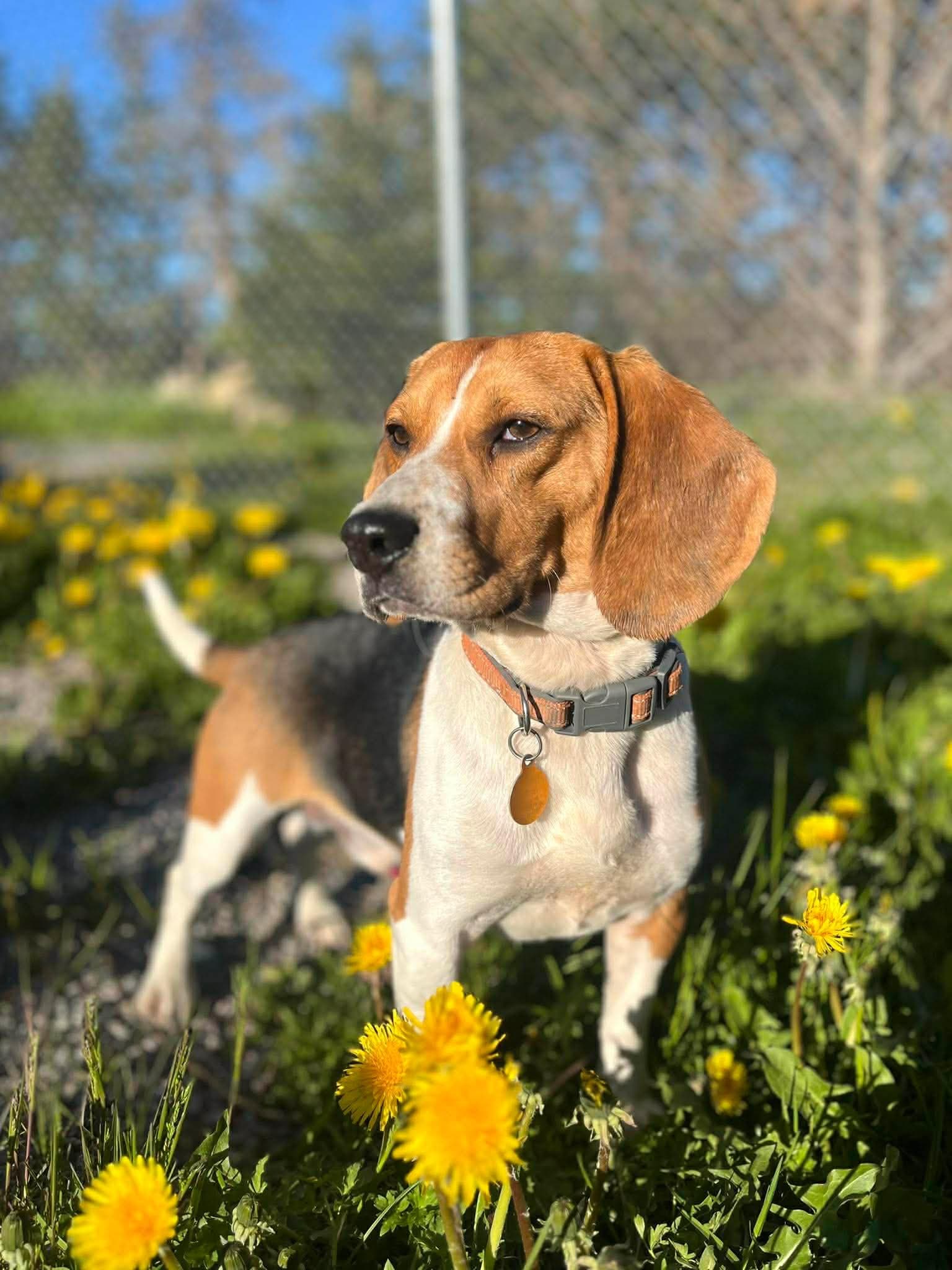 Jalene - Beagle available for adoption in Newfoundland and Labrador