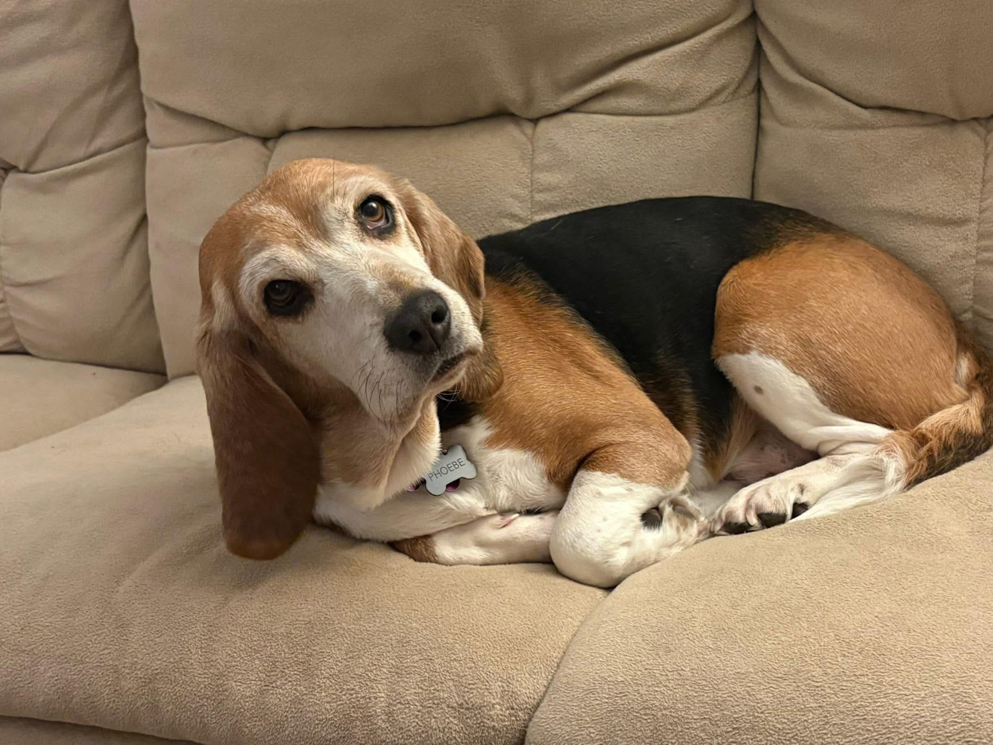 Pheobe - Beagle available for adoption in Calgary