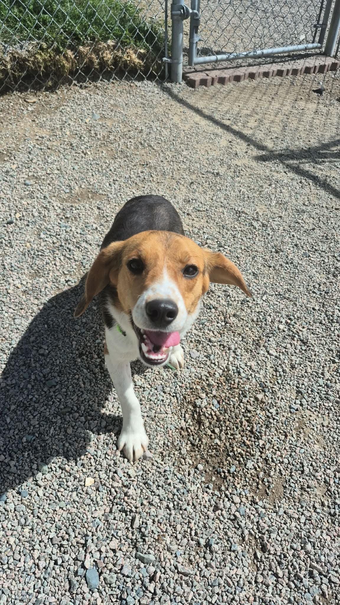 Yoshi - Beagle available for adoption in Newfoundland and Labrador