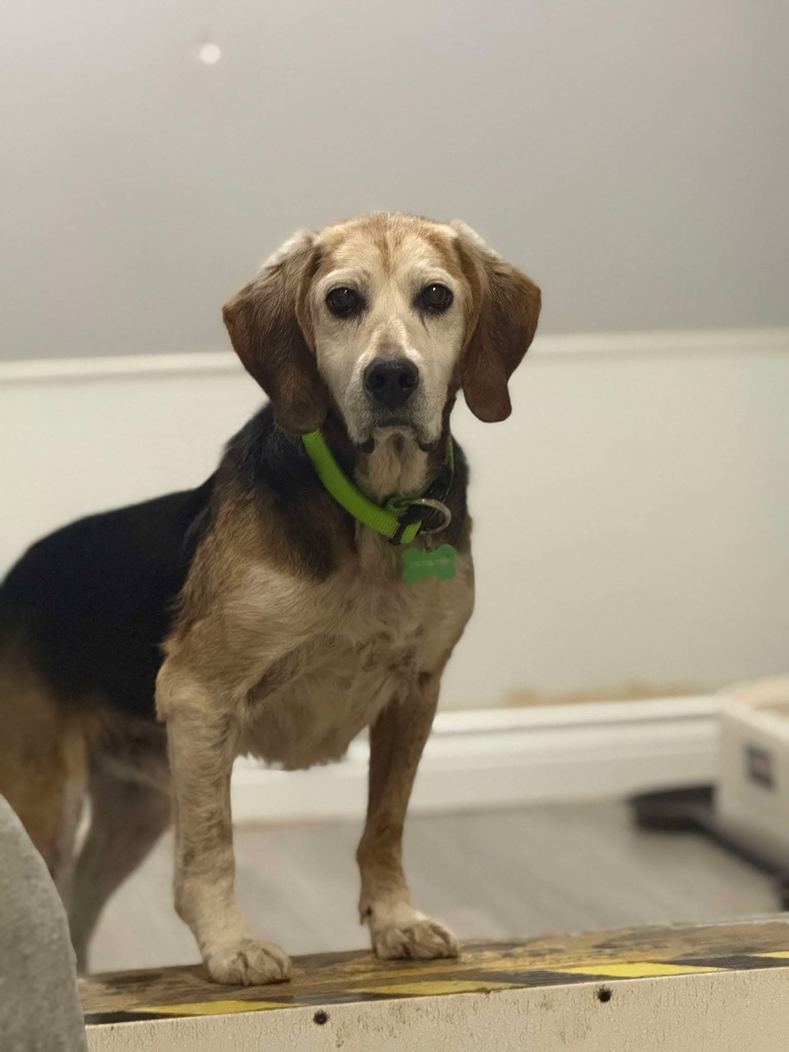Milou - Beagle available for adoption in Calgary