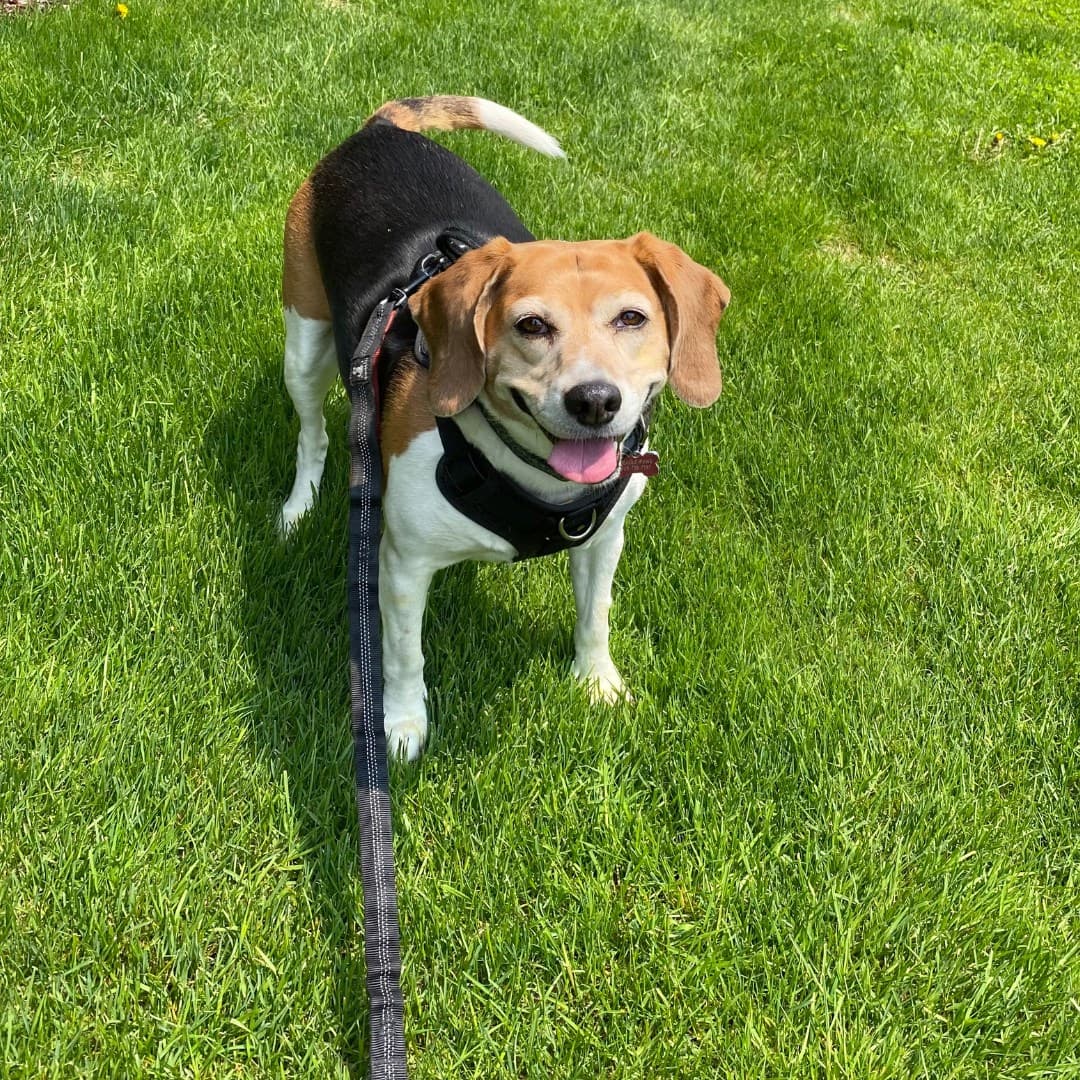 Coco - Beagle available for adoption